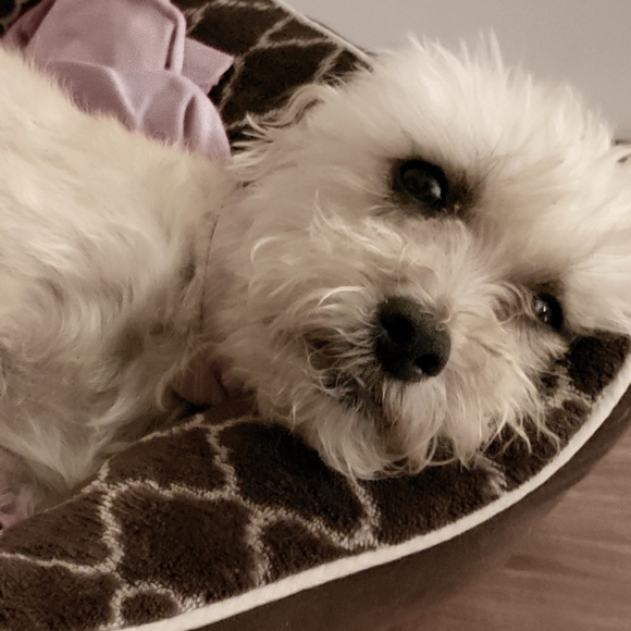 Meet your Posher, Victoria - Picture 1 of 1